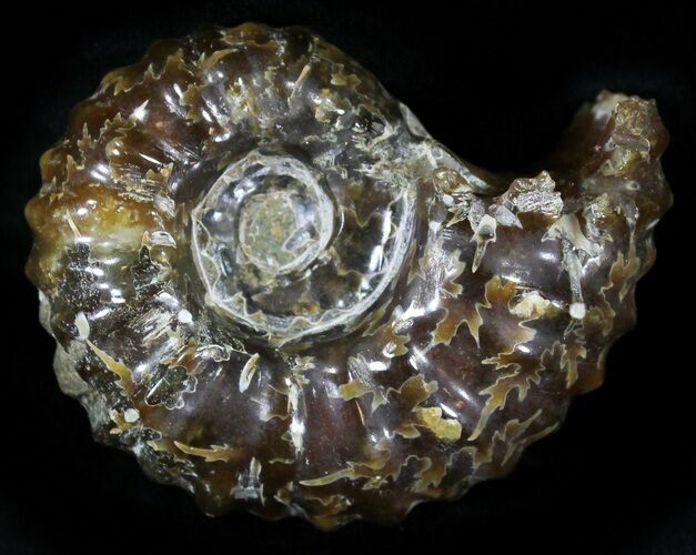 Polished, Agatized Douvilleiceras Ammonite - #29307